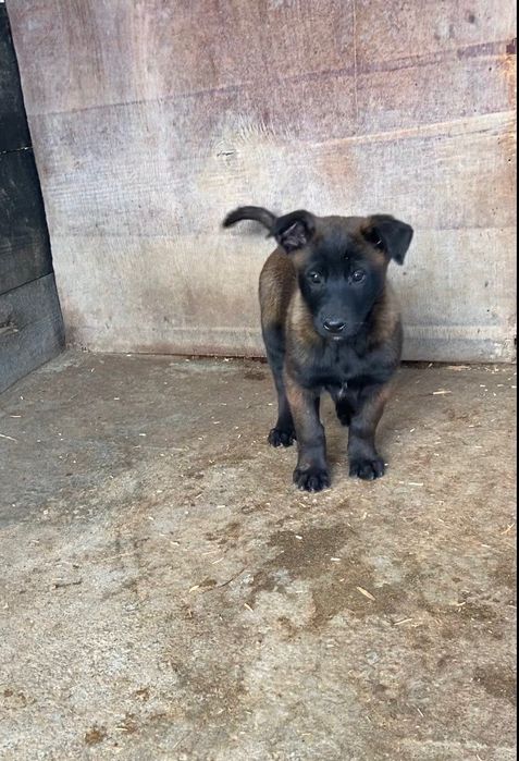 Pui de ciobanesc belgian malinois