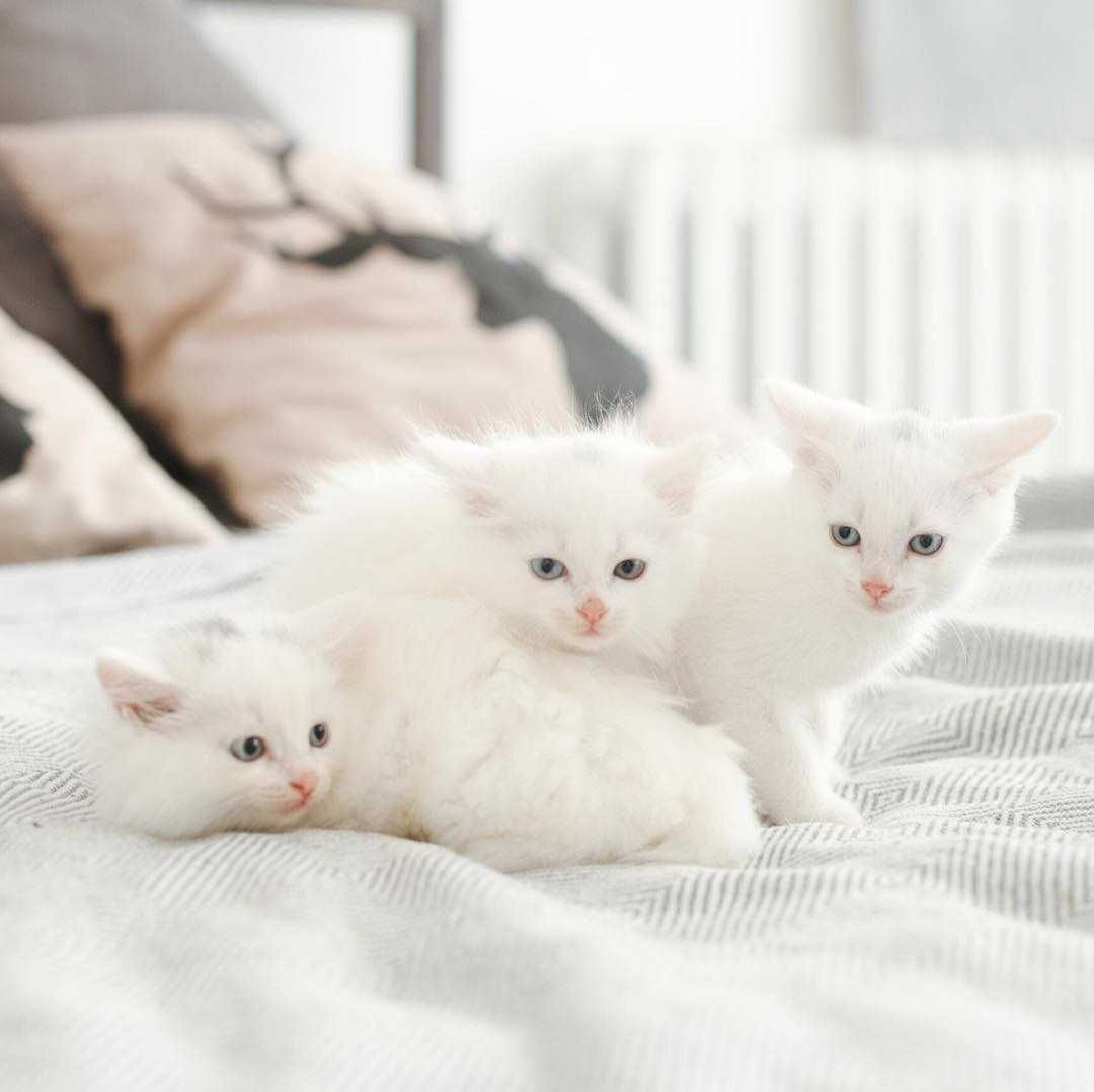 Angora Turceasca