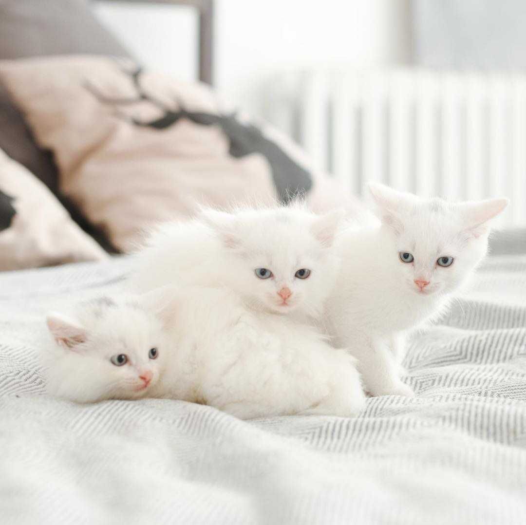 Angora Turceasca / CEACARA