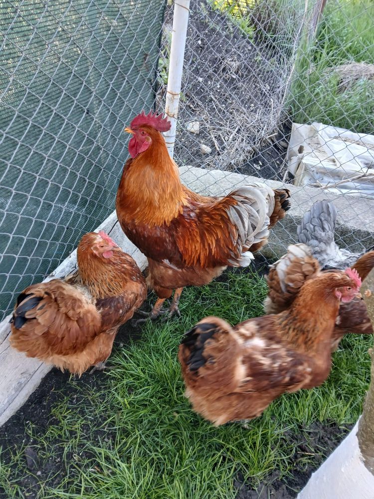 Cocos rasa Hampshire