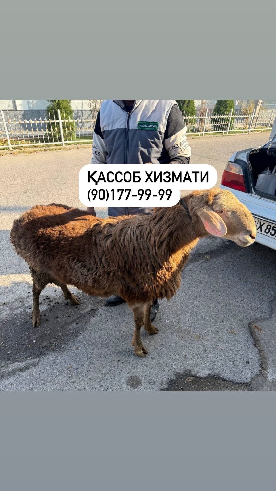 Қўй, қўзи, қассоб, калла поча