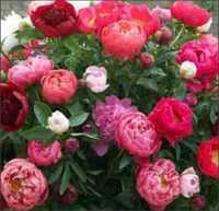 6 bujori hibrizi parfumati roz-visiniu-violet-coral- rosu-alb