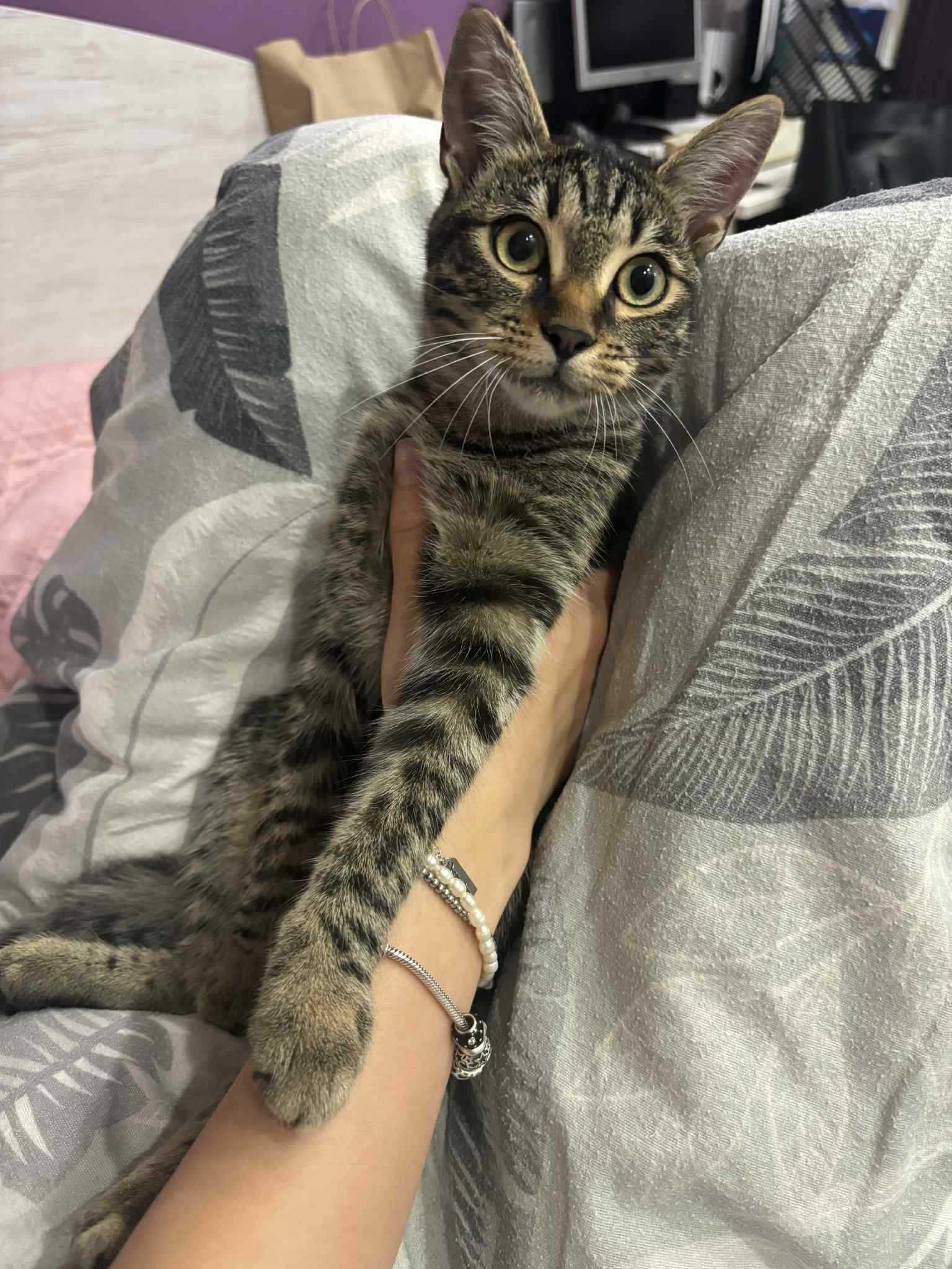 Подарявам женско коте