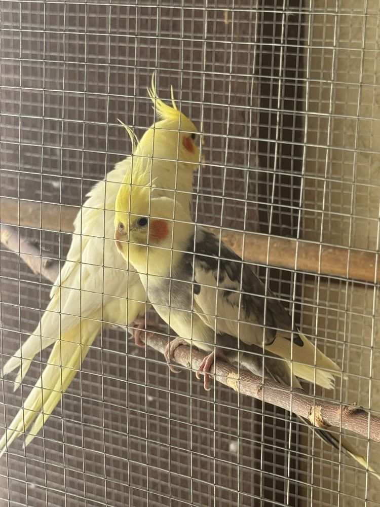 Toti sotiladi karella sotiladi