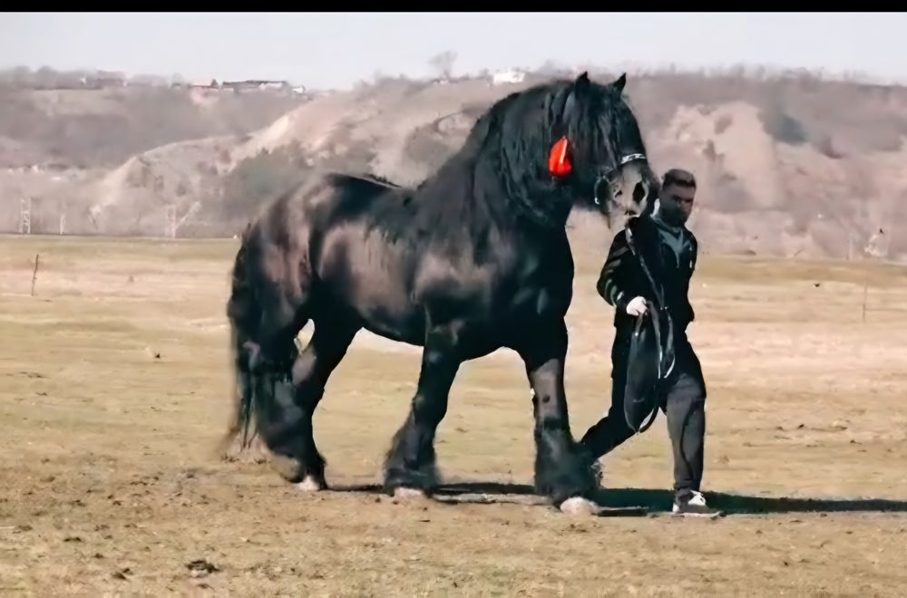Manz greu ciocolatiu de 5 luni