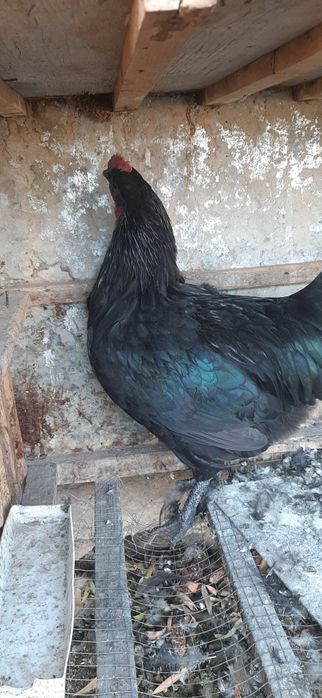 Avstralorp xõrozlar 2 ta