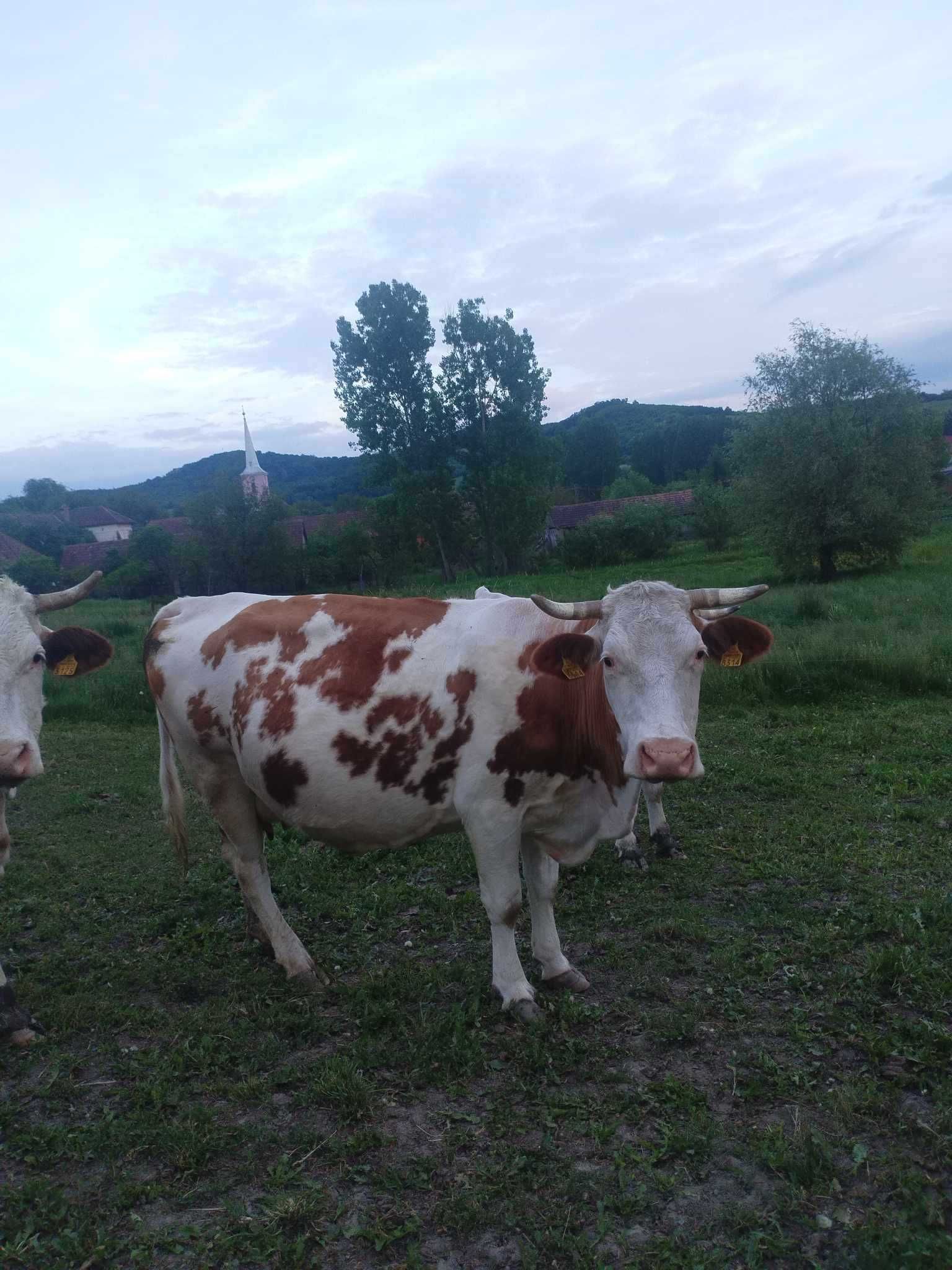 Vând vaca gestanta de noua luni