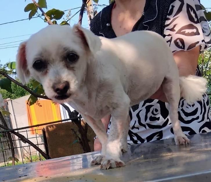 Metisi Bichon spre adoptie, gratuit