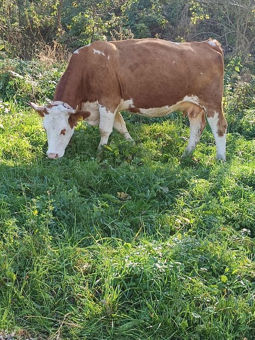 De vânzare vaca de 4 ani cu 2 viței tăurasi