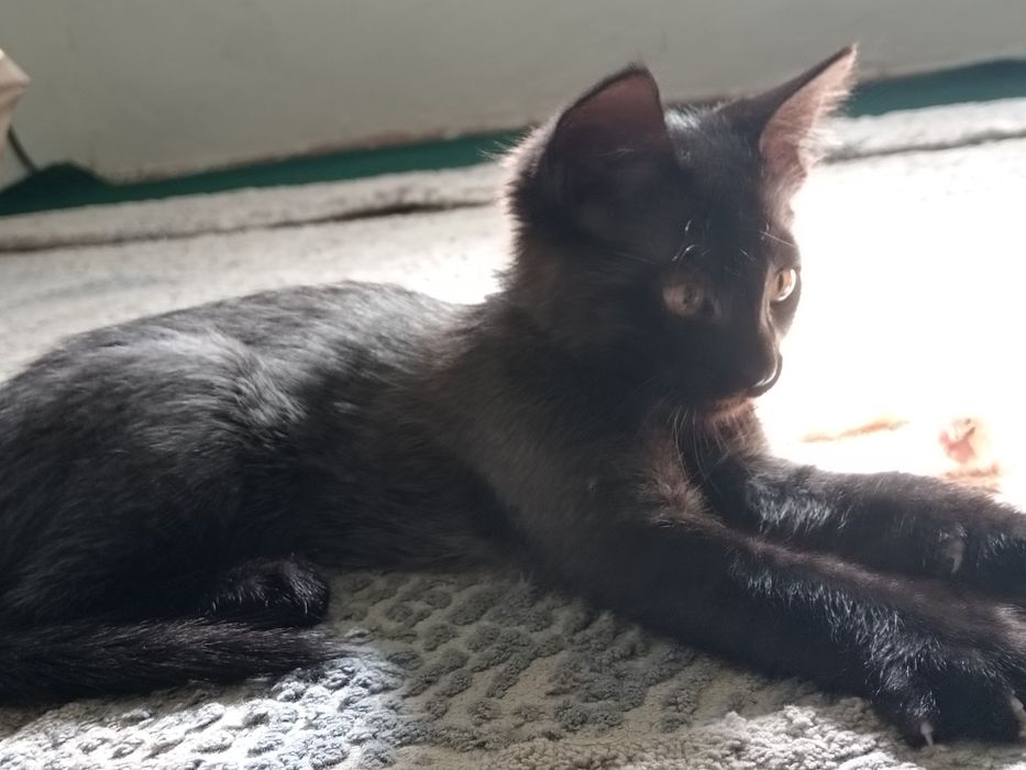 4 oylik mushukchalar mehribon qo‘llarga beriladi.