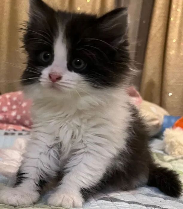 Отдам котёнка в добрые руки