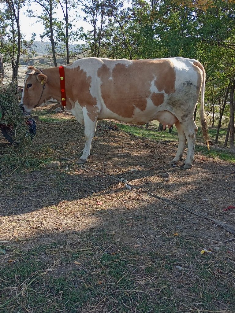 Guști kbkgyibnkpi654