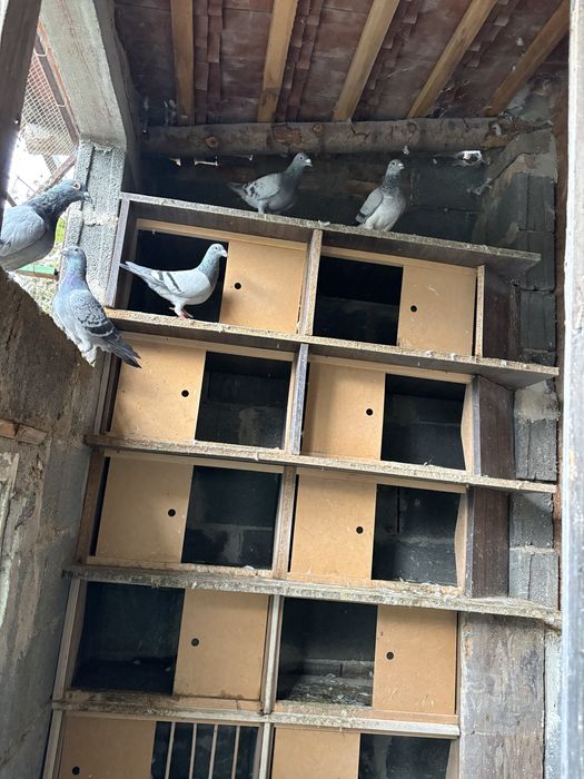 Vand porumbei sau schimb cu gaini