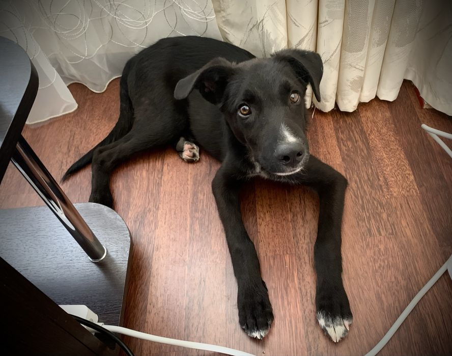 Щенок (щенята) ответственным хозяевам