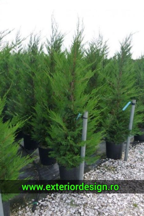 Leylandii gard viu, mesteacăn alb, plante ornamentale etc