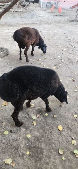 Quzi qochqorlar sotiladi