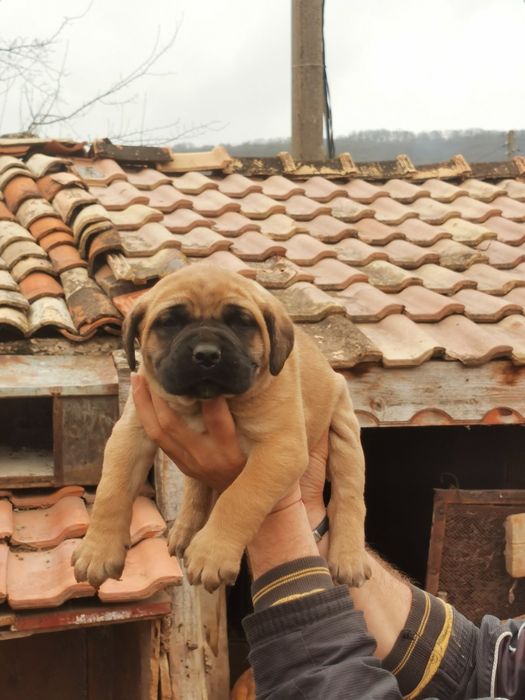 Продавам малки кученца,Кане корсо