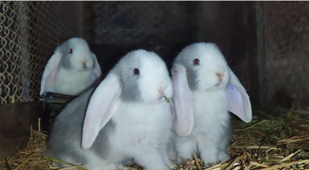 Fransuzkiy makfi quyon bolalari sotuvda