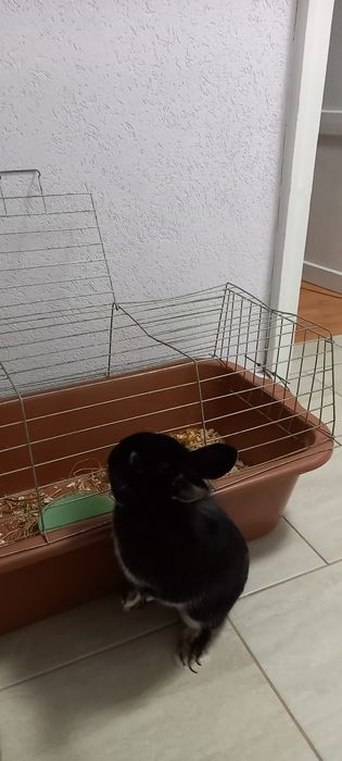 Подарява се зайче с клетка