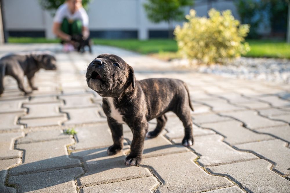 Rezervare femela cane corso