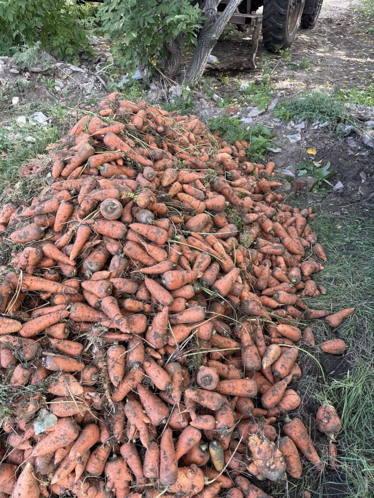 Продам морковь на корм
