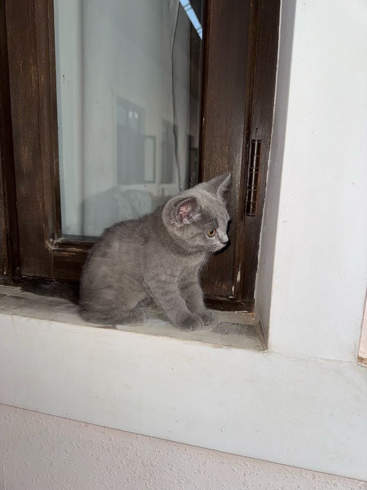 котенок скотиш страйт