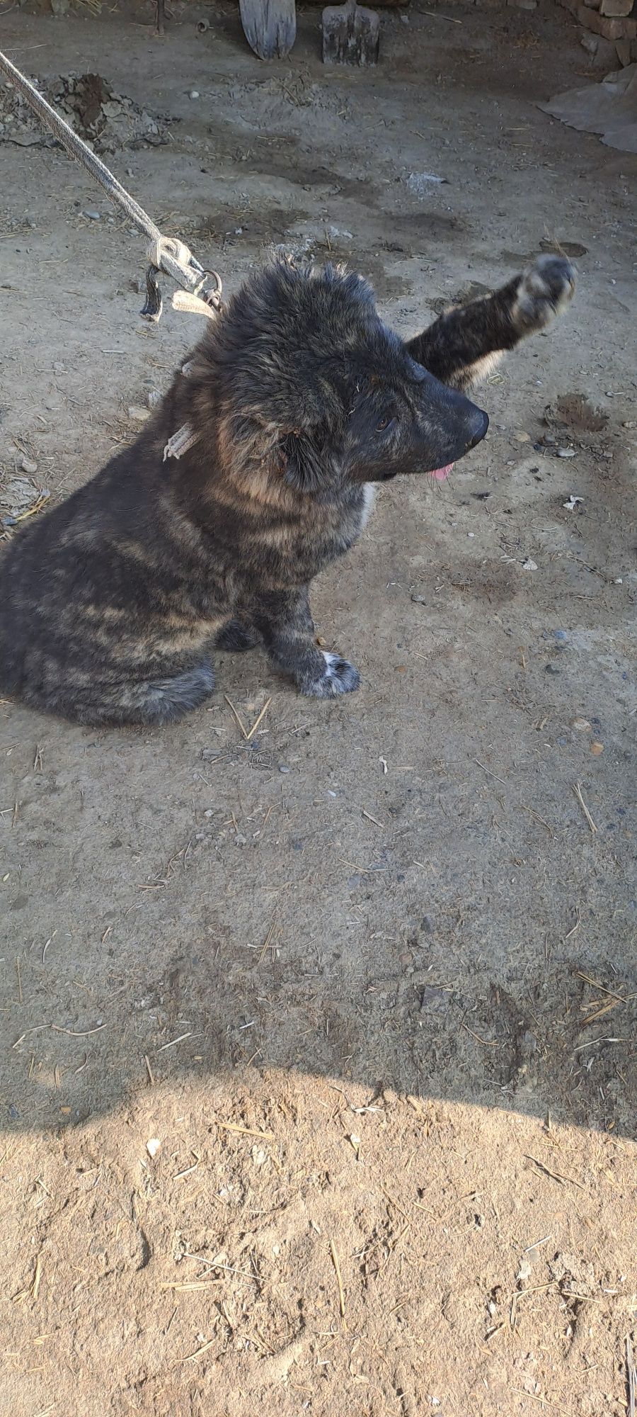 It sotiladi 3 oyli