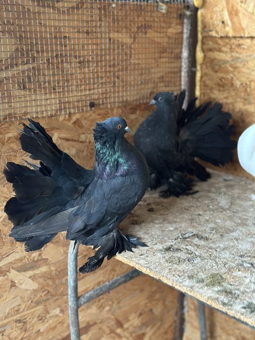 Porumbei voltati indieni