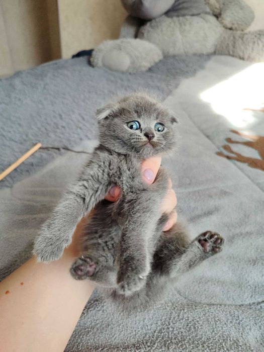Продается котенок скоттиш фолд