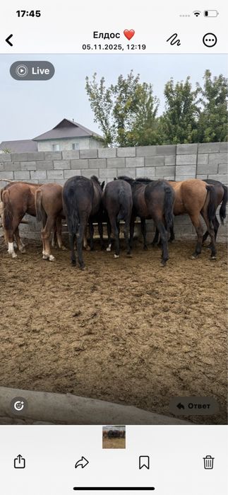 Жылкылар  сатылады . Согымга, семиз, бордакыланган.