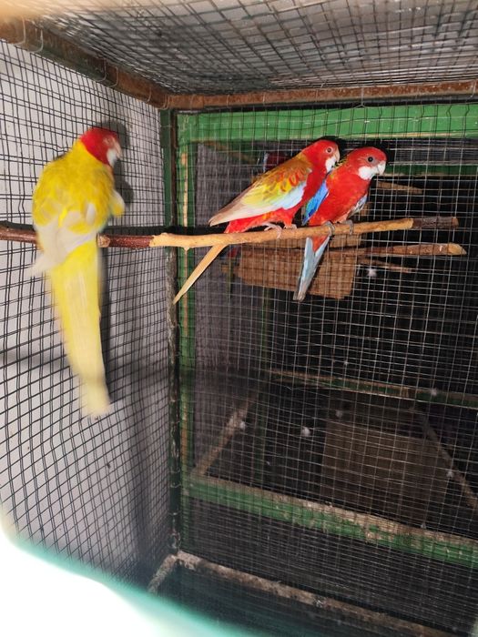 Papagali peruși, rozele , marele Alexander , Găini orpington,brahma