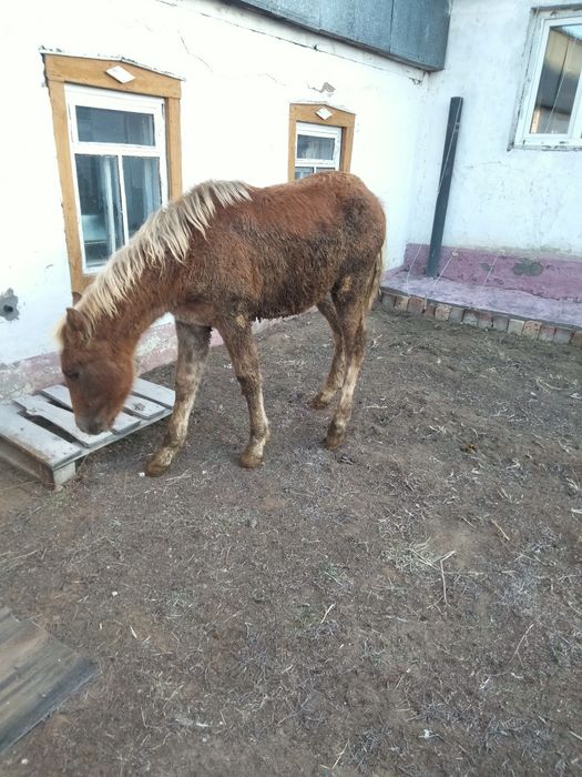 Продам жабагы мальчик.