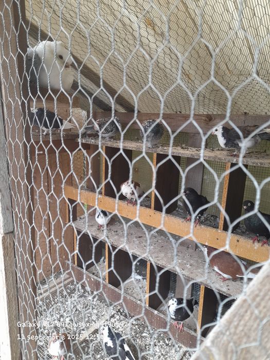 Vând porumbei pui și bătrâni