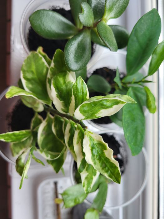 Комнатные растения от 700 тг.