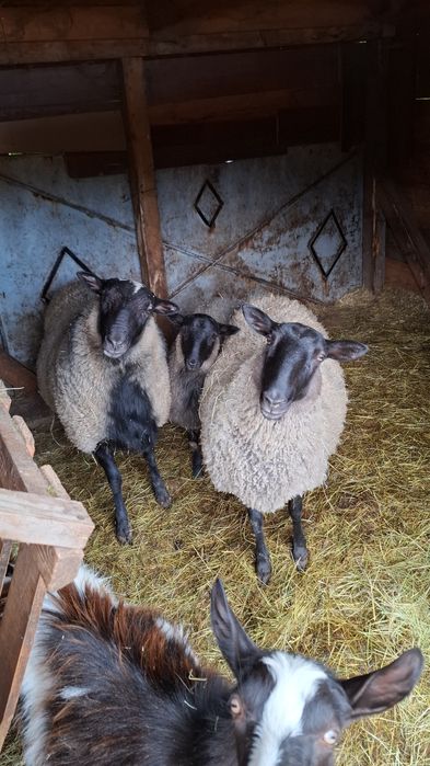 Dau la schimb berbecut romanov