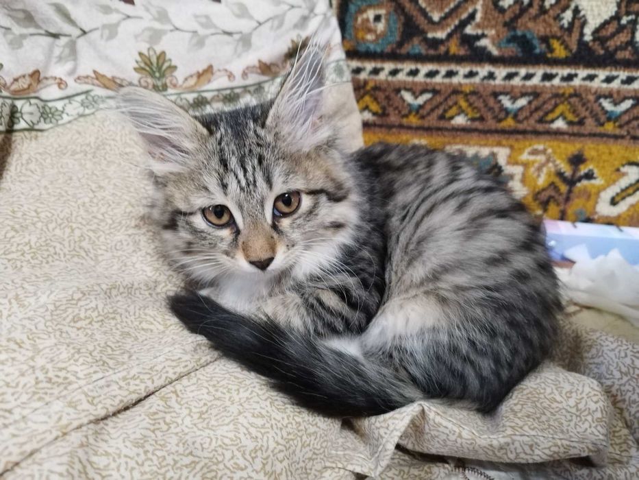 Котенок 3 месяца, девочка. Отдам ответственным людям