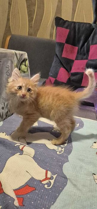 Котёнок по кличке Симба ищет любящую семью.
