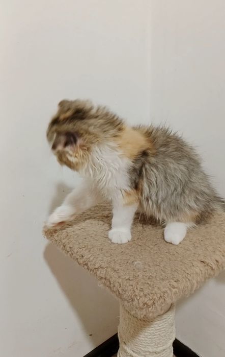 Котята Скоттиш фолд девочки и мальчики