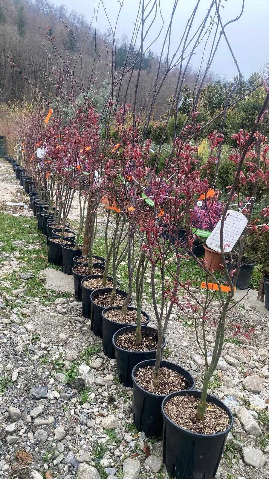 Plante ornamentale cu montaj inclus la cerere