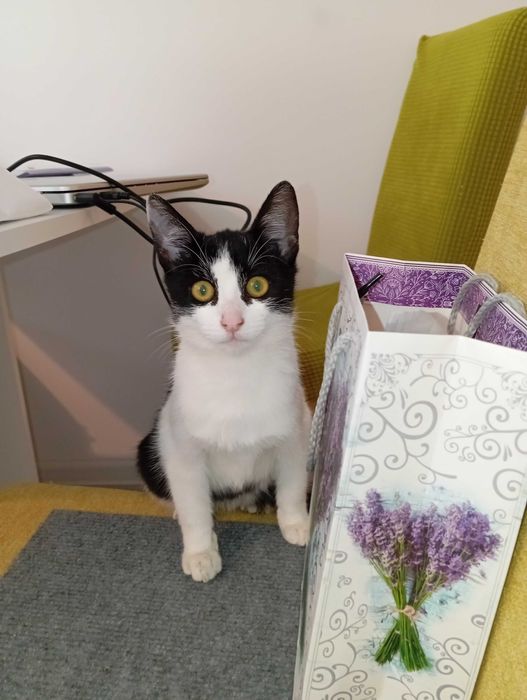 Donez gratis pui pisica spalata, deparazitata, blanda, afectuoasa