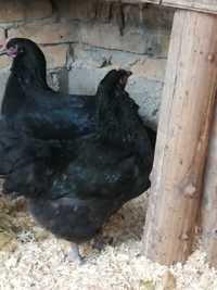 Инкубационные яйца кур  и цыплята черные  Джерсийский гигант 1200 тг.