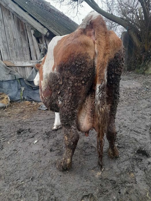 Vând vacă gestantă