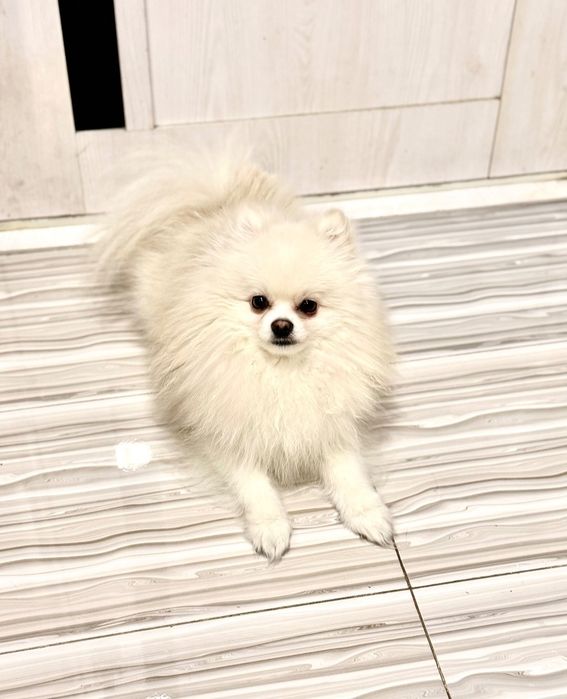 Померанский шпиц тип -baby-face