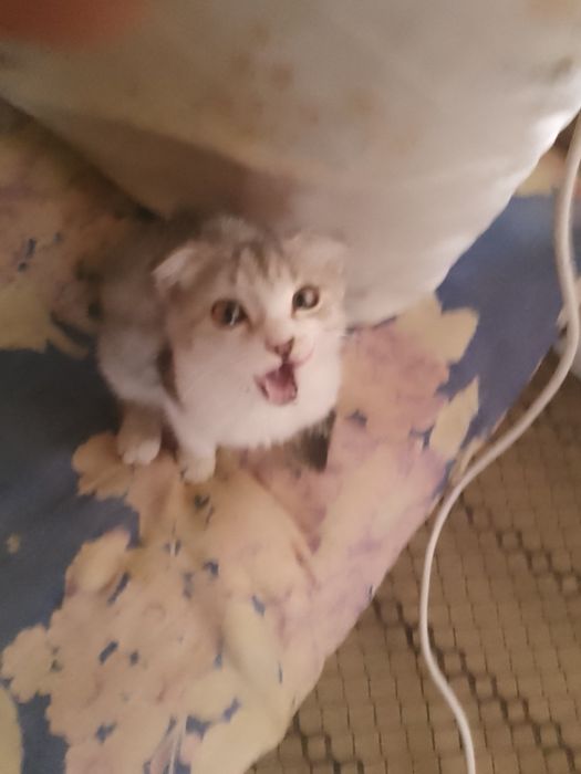 Породистый котенок пишак