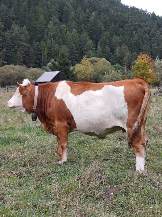 Vand vaca si o juninca