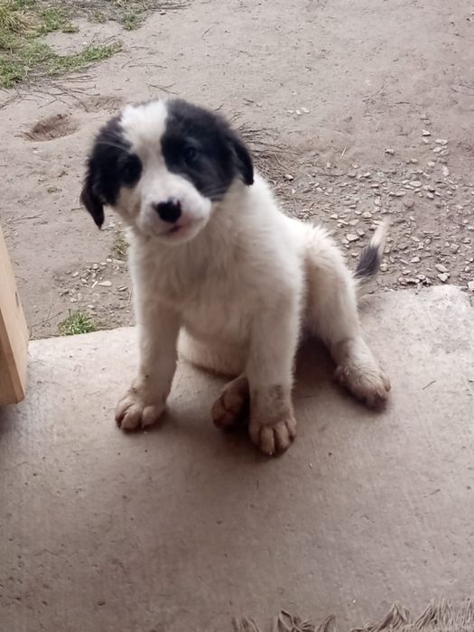 Femelute de bucovina