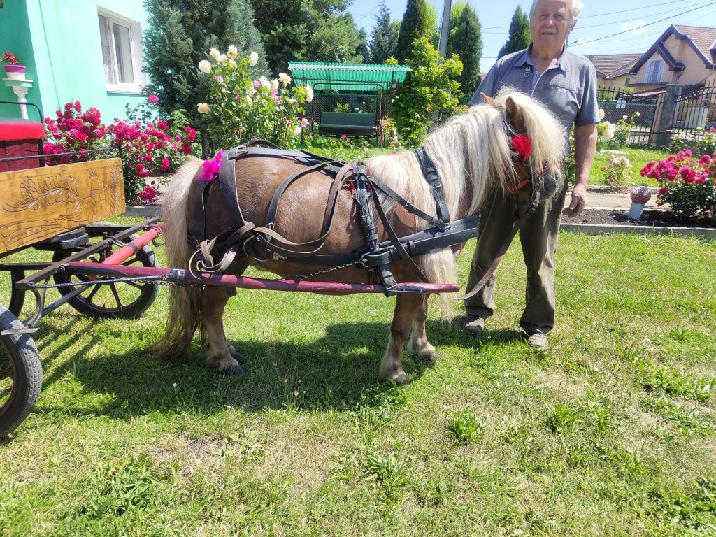 Ponei + ham + trăsură/caleașcă