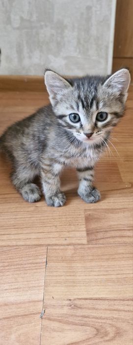 Отдам котят, приучены к лотку