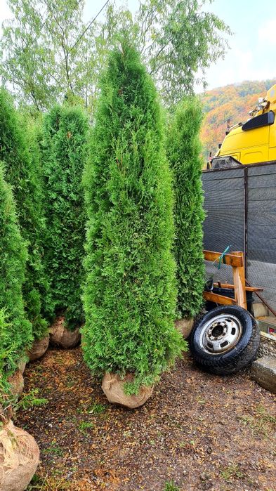 Tuia smaragd toate dimensiunile