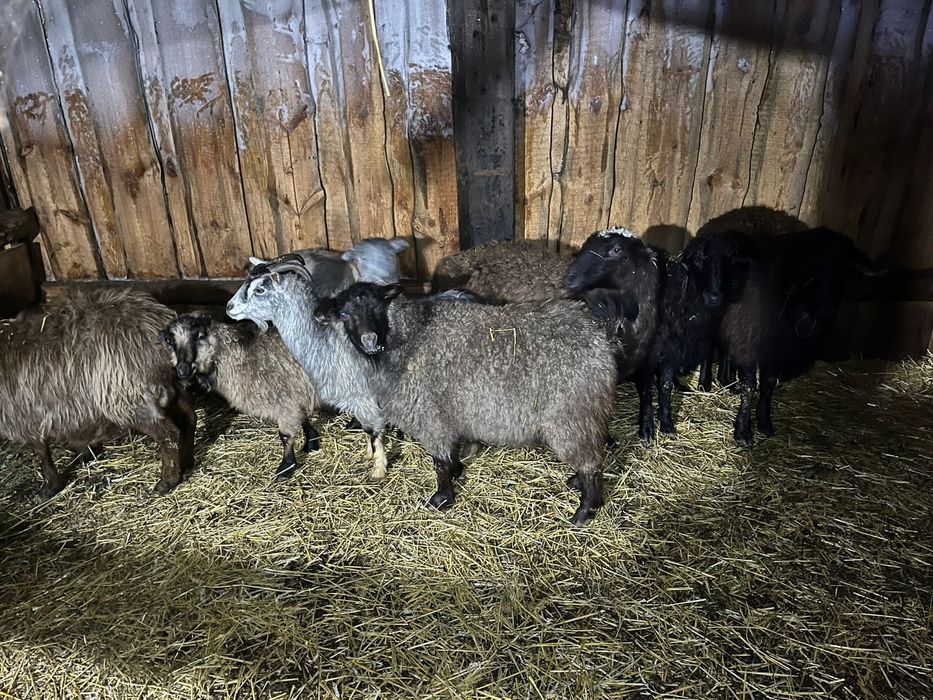 Продам МРС овцы козы